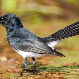 Willie Wagtail