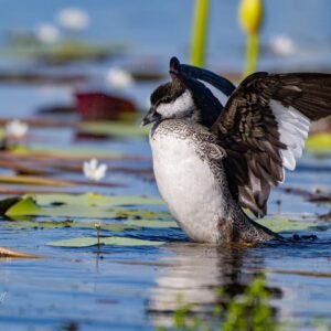 Pygmy Goose on Lily Pads