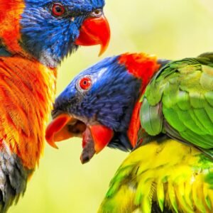 Playful Rainbow Lorikeets