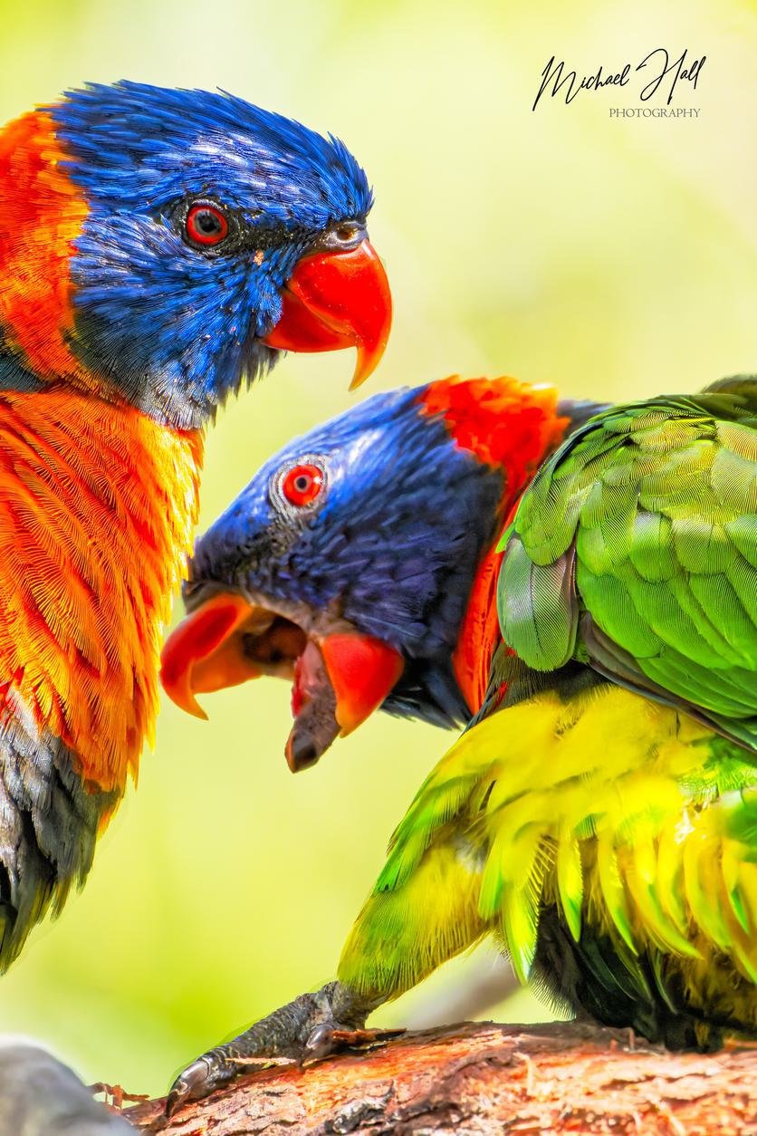 Playful Rainbow Lorikeets