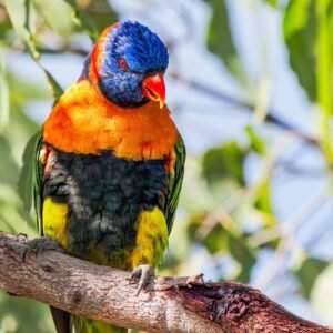 Perched Redneck Parrot