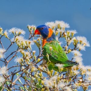 Brilliant Rainbow Lorikeet