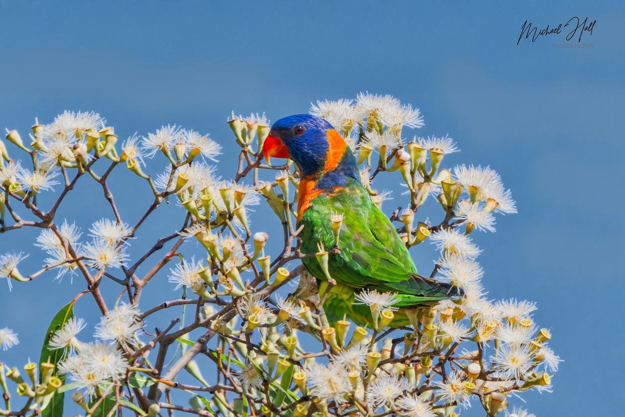Brilliant Rainbow Lorikeet