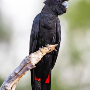Black Cockatoo