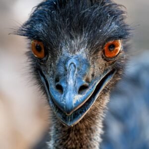 Betty the Emu