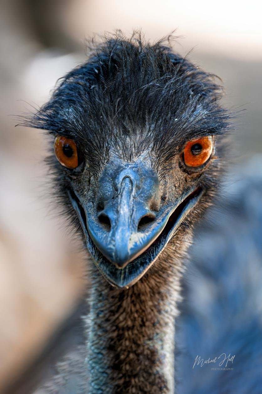 Betty the Emu