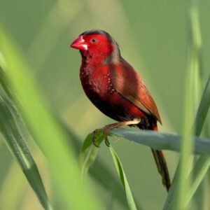 Crimson Finch