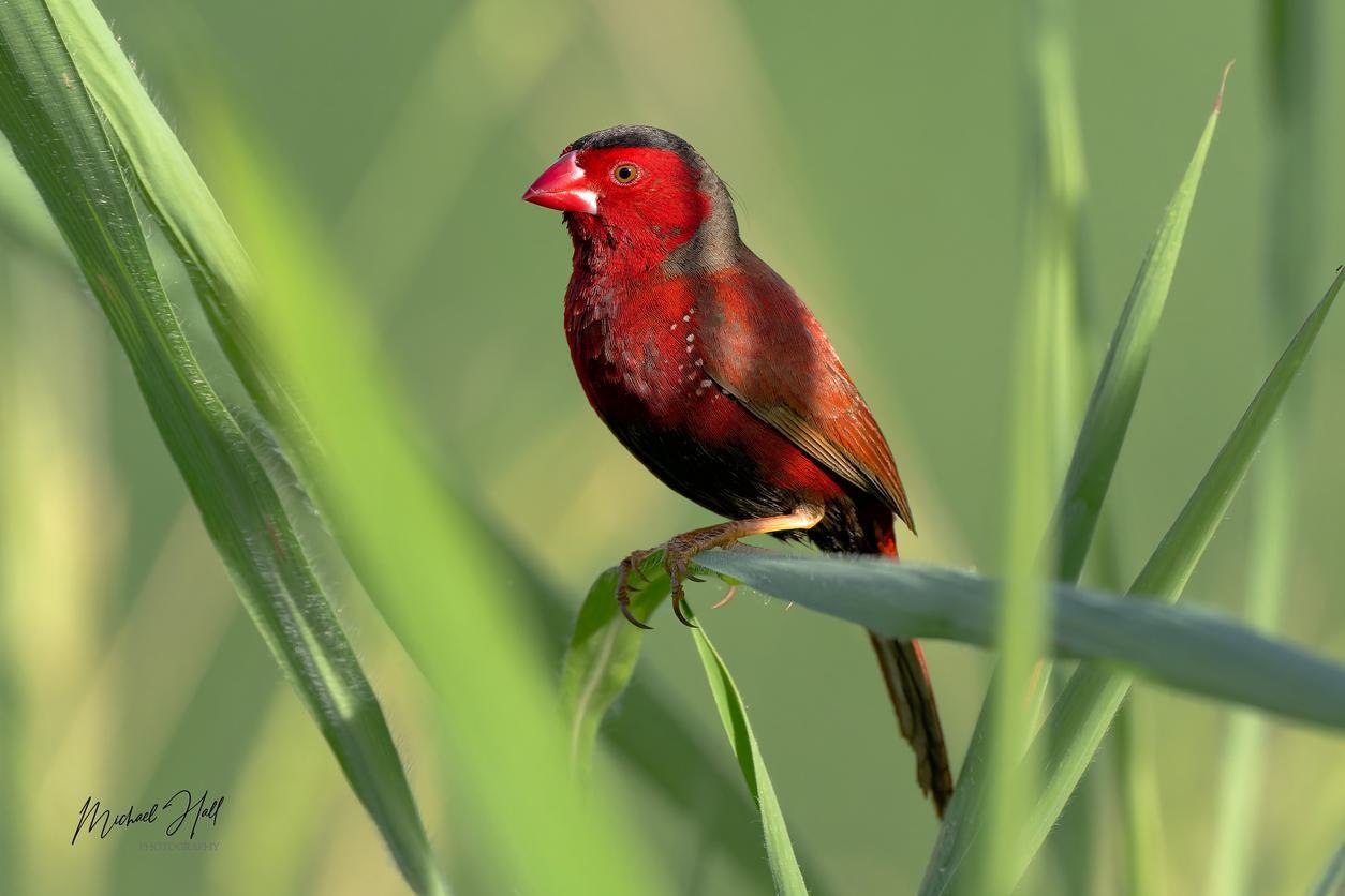 Crimson Finch