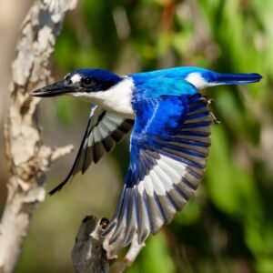 Kingfisher in Motion