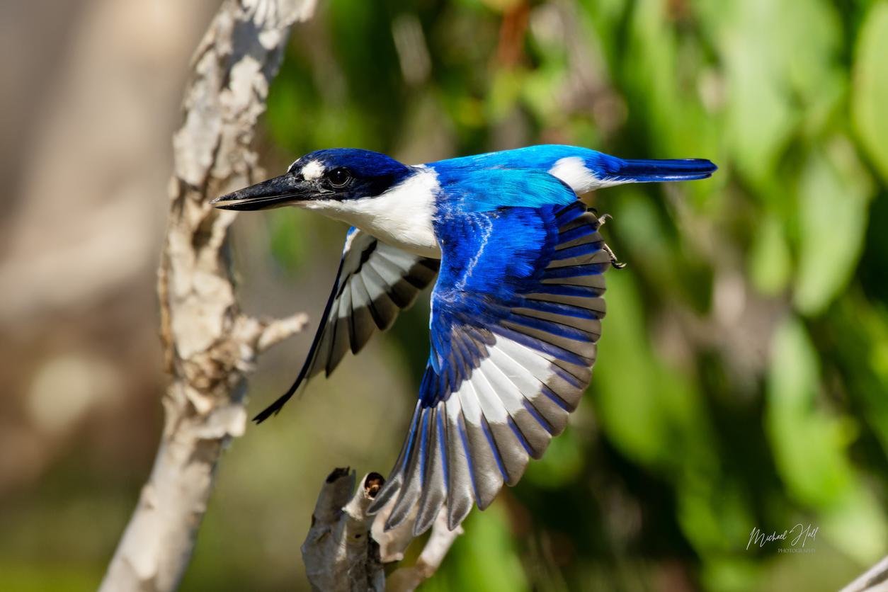 Kingfisher in Motion