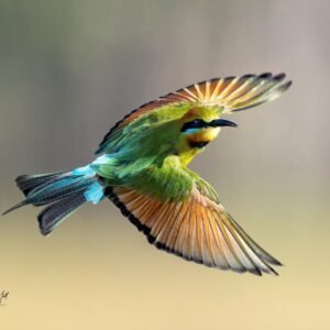 Rainbow Bee-Eater in Flight